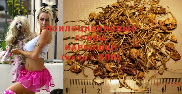 прущие грибы Балахна